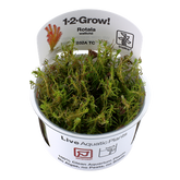 032A TC Red Matsuo Rotala wallichii